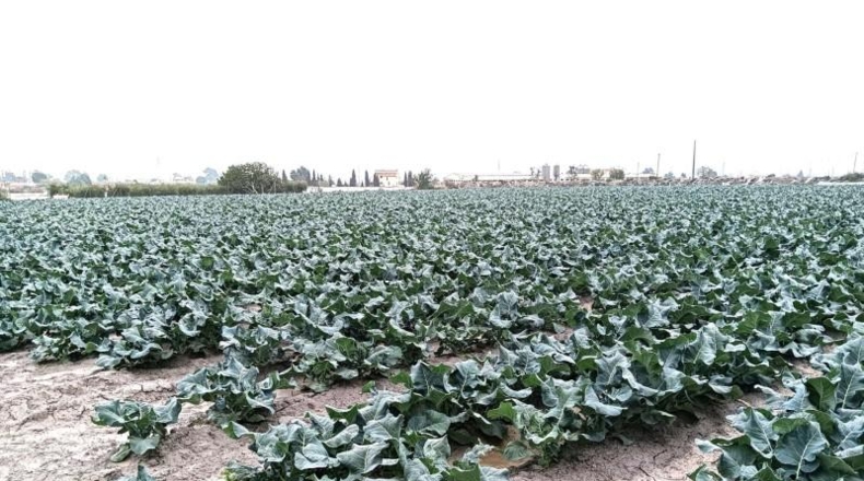 Murcia - Lorca - 9921m2