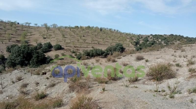 Almería - Vélez-Rubio - 110000m2