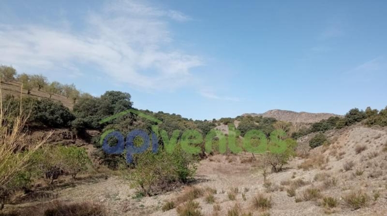 Almería - Vélez-Rubio - 110000m2