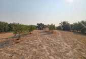 Casa de camp amb terreny en venda a la España, Fuente Álamo, ref.: TR325933 foto