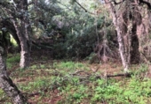 Non-developable land for sale on España, Estepona, ref: TR263827 photo