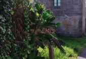 Detached villa with land for sale on España, Redondela, ref: TR173249 photo