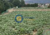 Non-developable land for sale on España, Lorca, ref: TR125165 photo