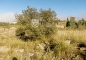 Sòl urbà en venda a la España, Toledo, ref.: TR128868 foto