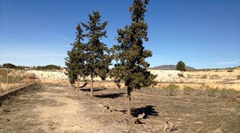Múrcia - Murcia - 5600m2