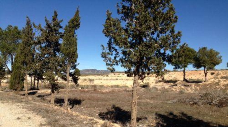 Múrcia - Murcia - 5600m2