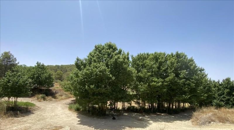 Murcia - Jumilla - 57104m2