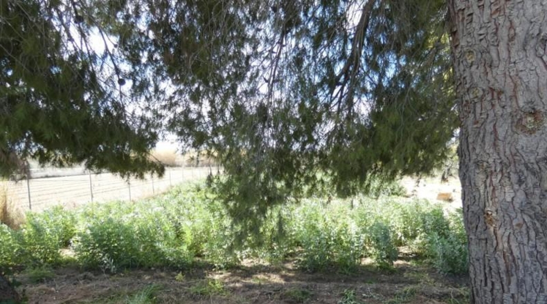 Múrcia - Molina de Segura - 3700m2