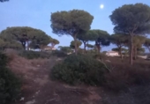 Terreny no urbanitzable en venda a la España, Chiclana de la Frontera, ref.: TR119255 foto