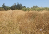 Земля на продажу у города Chiclana de la Frontera Фото