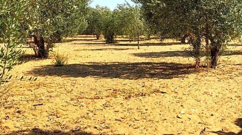 Sevilla - Marchena - 4800m2