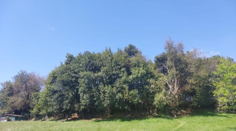 Asturias - Gijón - 1532m2