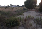 Casa de camp amb terreny en venda a la España, Alhama de Murcia, ref.: TR299912 foto