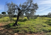 Land suitable for development for sale on España, Seville, ref: TR123068 photo