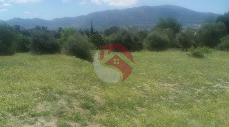 Málaga - Cártama - 11000m2