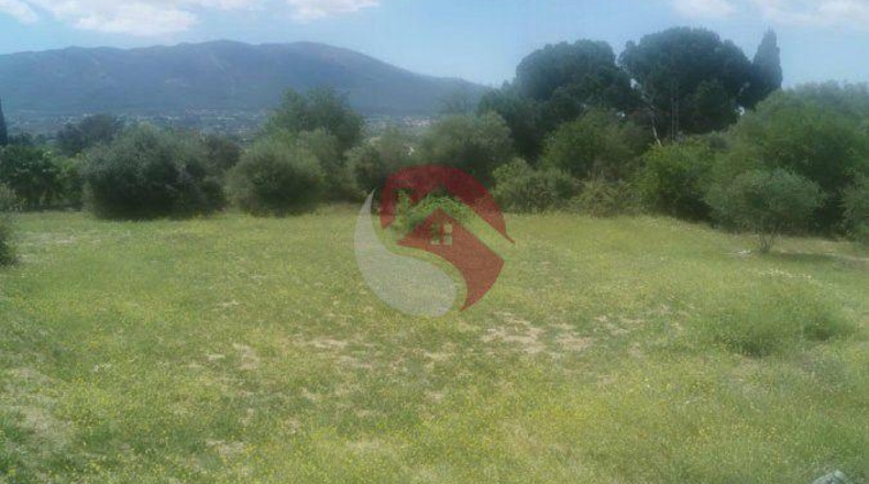 Málaga - Cártama - 11000m2