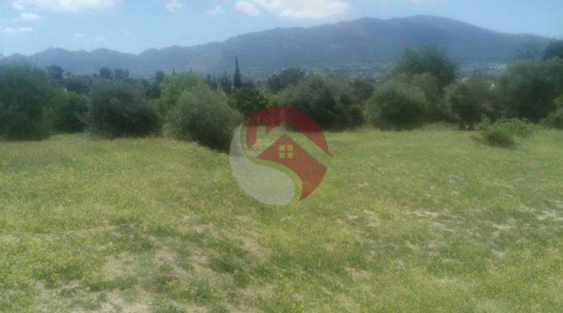 Málaga - Cártama - 11000m2