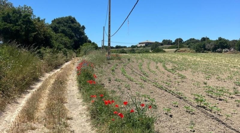 Cádiz - Jerez de la Frontera - 15000m2