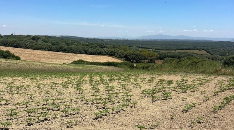 Cádiz - Jerez de la Frontera - 15000m2