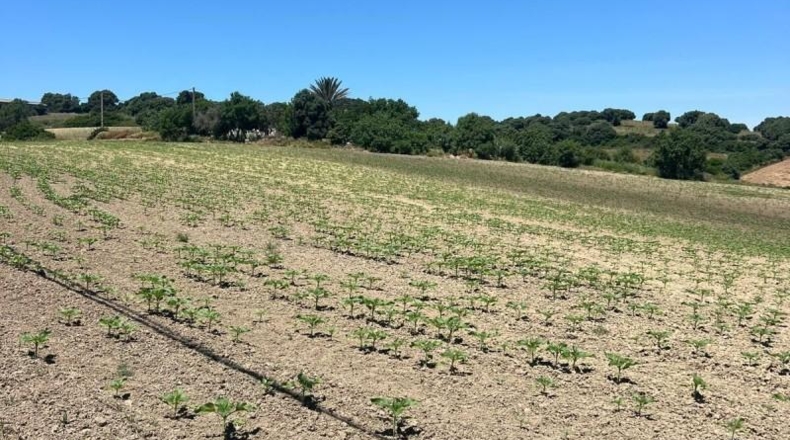 Cádiz - Jerez de la Frontera - 15000m2