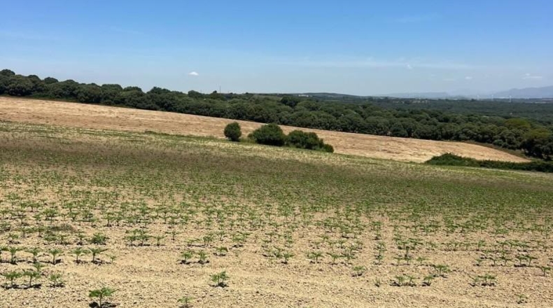 Cádiz - Jerez de la Frontera - 15000m2