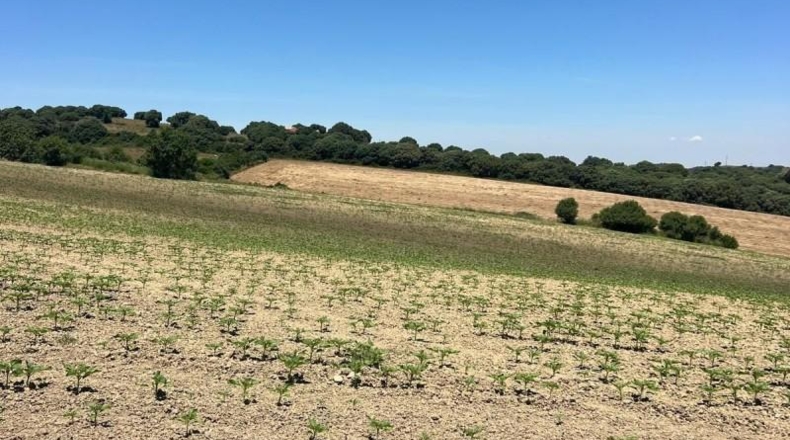 Cádiz - Jerez de la Frontera - 15000m2