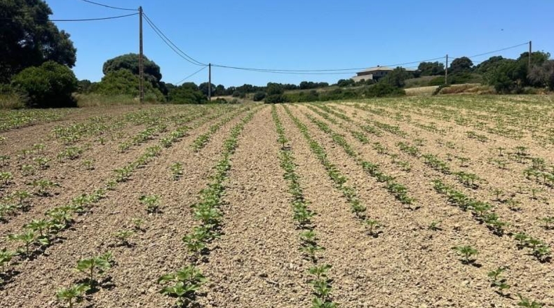 Cádiz - Jerez de la Frontera - 15000m2