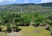 Xalet independent amb terreny en venda a la España, Valdastillas, ref.: TR134856 foto