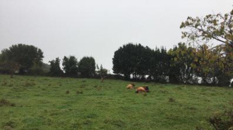 Asturias - Gijón - 1600m2
