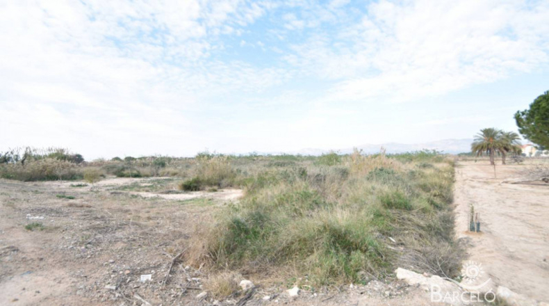 Alicante - Catral - 10000m2