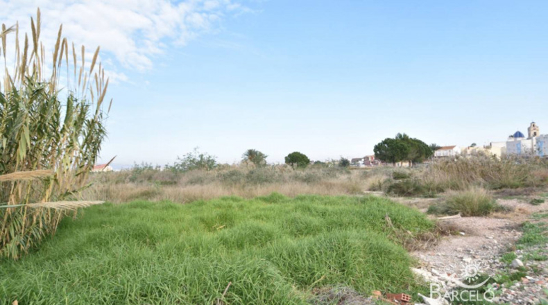 Alicante - Catral - 10000m2