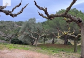 Suelo urbano en venta en la España, Vandellòs, ref: TR117492 foto