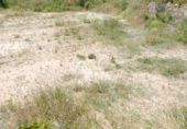 Land suitable for development for sale on España, Aielo de Malferit, ref: TR112190 photo