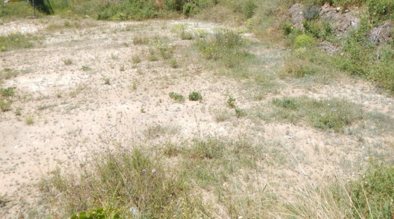 Valencia - Ayelo de Malferit - 1000m2