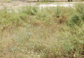 Land suitable for development for sale on España, Aielo de Malferit, ref: TR112190 photo