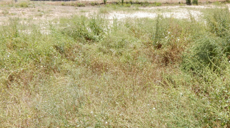 Valencia - Ayelo de Malferit - 1000m2