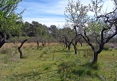 Terreny no urbanitzable en venda a la España, Murla, ref.: TR121790 foto