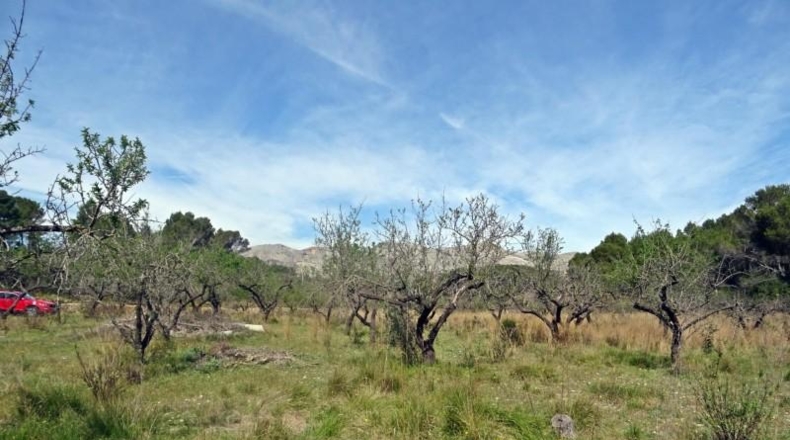 Múrcia - Mula - 12071m2