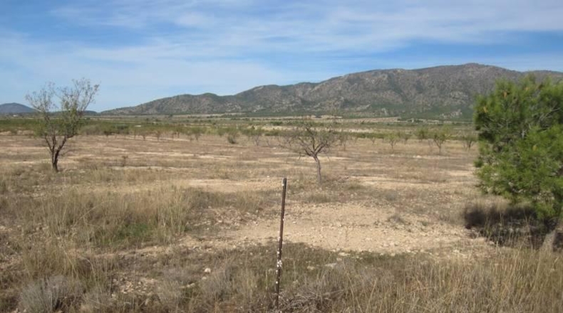 Alicante - Novelda - 9000m2