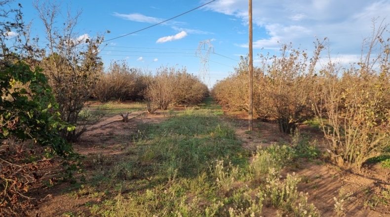 Tarragona - el Morell - 30256m2