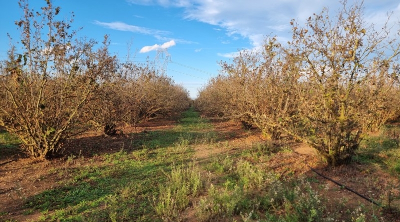 Tarragona - el Morell - 30256m2