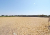 Non-developable land for sale on España, Doñinos de Salamanca, ref: TR167425 photo
