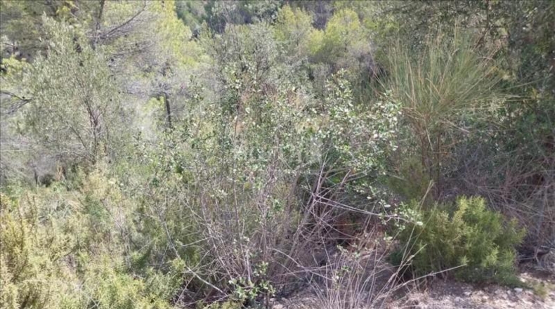 Barcelona - Viladecaballs - 15079m2