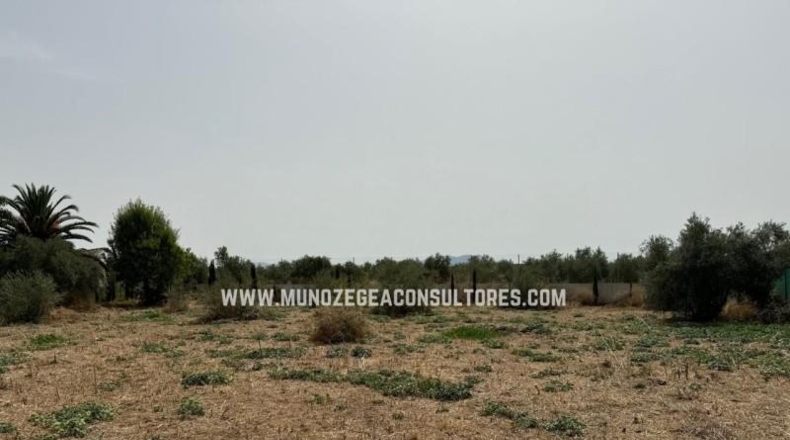 Córdoba - Lucena - 2300m2