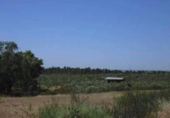 Non-developable land for sale on España, Niebla, ref: TR237102 photo