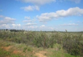 Non-developable land for sale on España, Niebla, ref: TR237102 photo