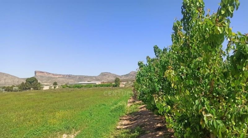 Murcia - Jumilla - 8944m2