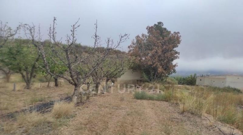 Murcia - Jumilla - 8944m2