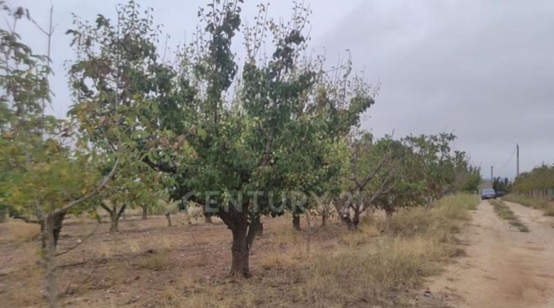 Murcia - Jumilla - 8944m2