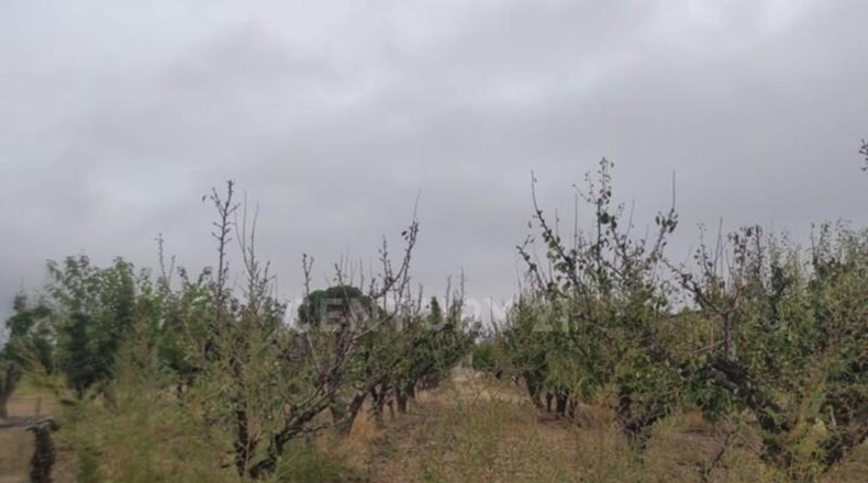 Murcia - Jumilla - 8944m2